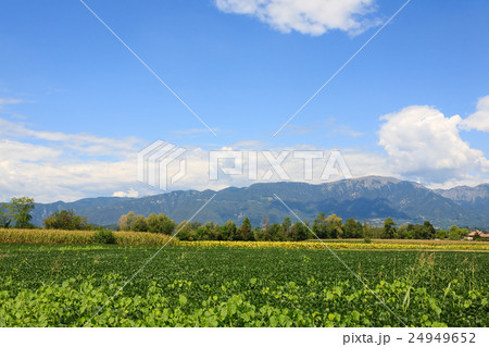 Agriculture, field of soybean 24949652
