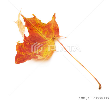 Red autumn maple leaf Red autumn maple leaf 24950145