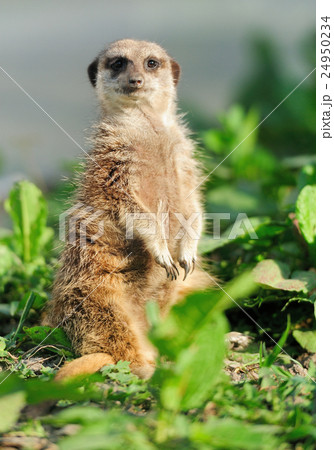 Meerkat Meerkat 24950234