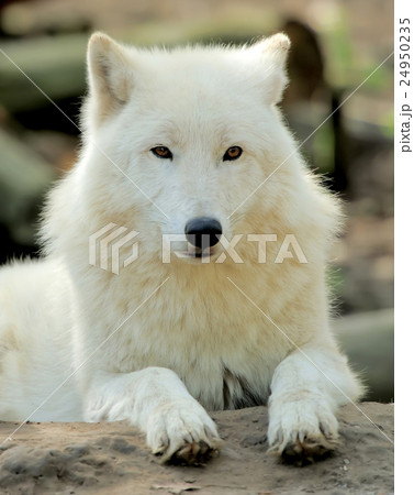 White wolf White wolf 24950235