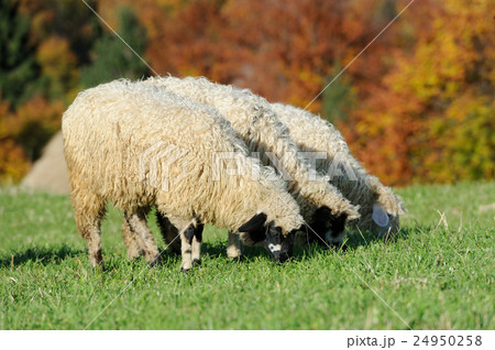 Flock sheep on a autumn field 24950258