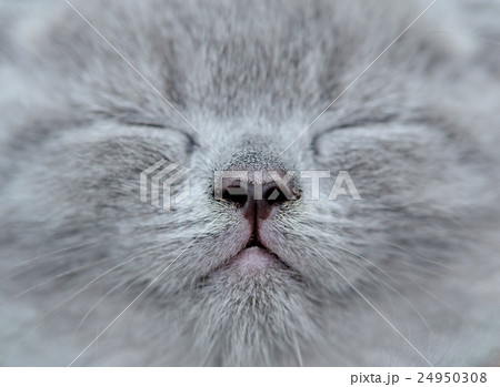 Close gray kitten portrait 24950308