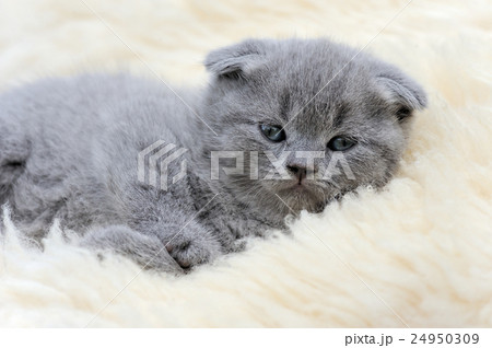 Kitten on white blanket 24950309