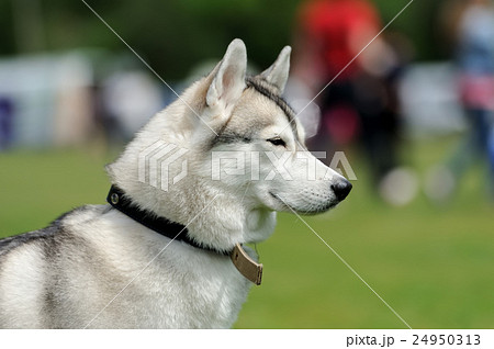 Siberian Husky dog Siberian Husky dog 24950313