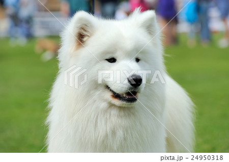 White Samoyed portrait 24950318