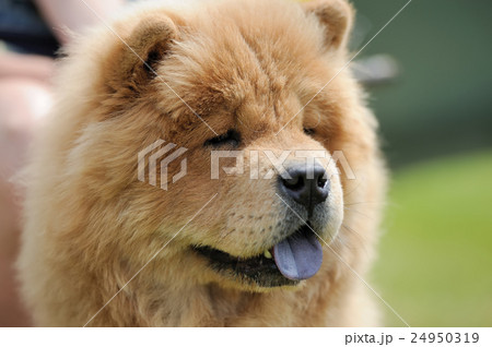 Chow Chow portrait 24950319