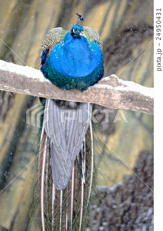 Peacock Peacock 24950431