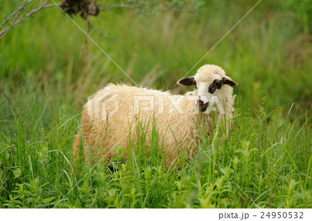 White sheep in grass White sheep in grass 24950532