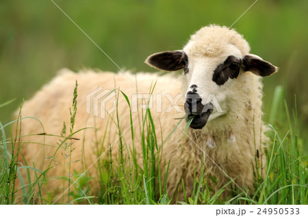 Sheep Sheep 24950533