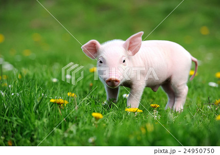 Young Pig On A Green Grassの写真素材