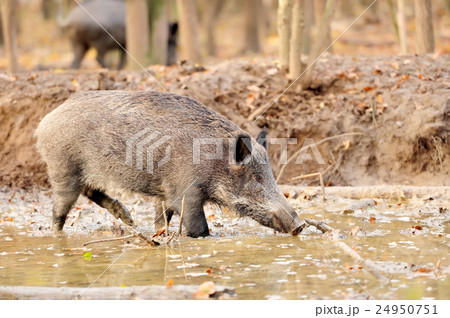 Wild boar Wild boar 24950751