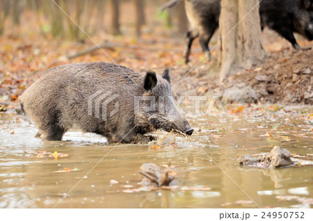 Wild boar 24950752