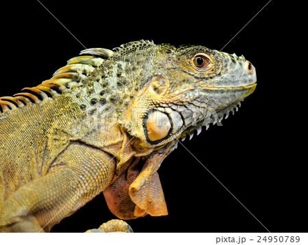 Iguana Iguana 24950789