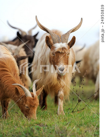 Goat in meadow 24950839