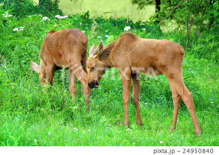 Baby moose 24950840