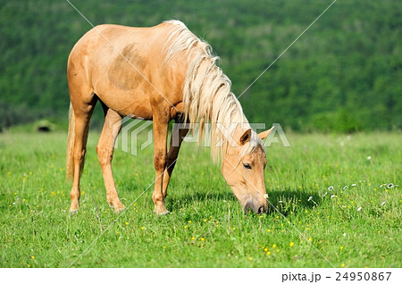 Horse 24950867