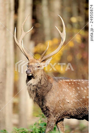Deer Deer 24950874