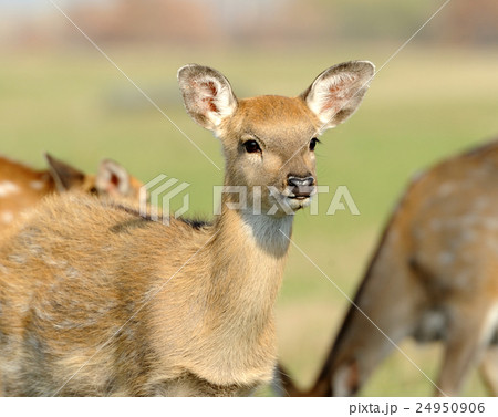Deer in autumn field 24950906