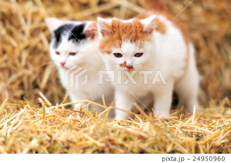 Cat on a straw 24950960