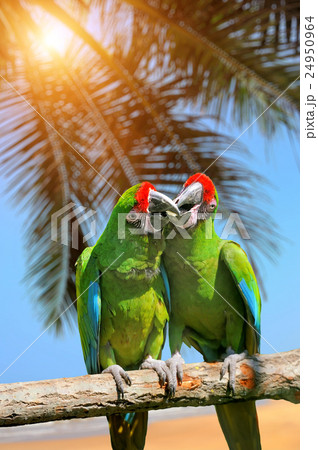 Parrot (Severe Macaw) on branch Parrot (Severe Macaw) on branch 24950964