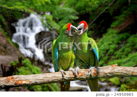 Parrot against tropical waterfall background Parrot against tropical waterfall background 24950965