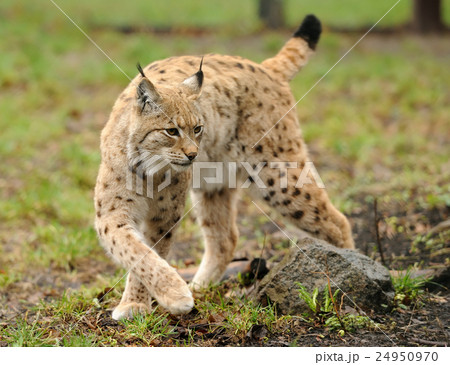 Young lynx 24950970