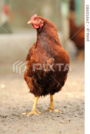 Brown chicken 24950985