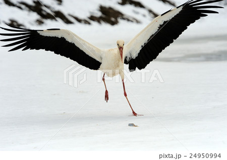 Stork Stork 24950994