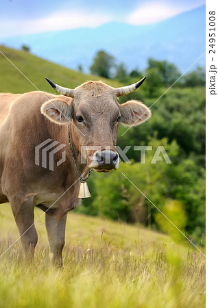 Cow in nature 24951008