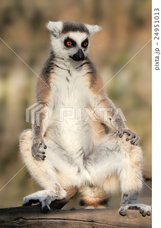 Lemur 24951013