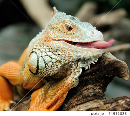 Iguana 24951028