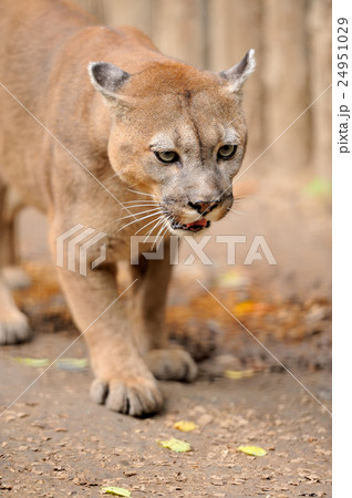 Cougar 24951029