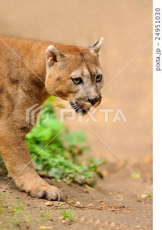 Cougar 24951030