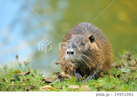 The muskrat (Ondatra zibethicus) 24951062