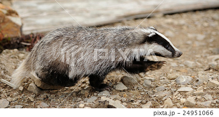 Badger 24951066