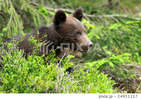 Brown bear cub 24951117
