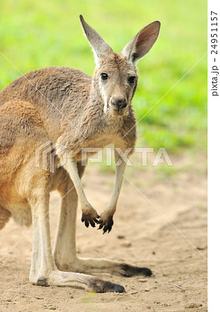 Kangaroo 24951157