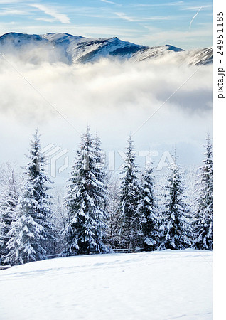 Beautiful winter landscape with snow covered trees Beautiful winter landscape with snow covered trees 24951185
