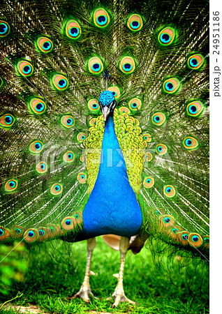 Beautiful indian peacock with fully fanned tail Beautiful indian peacock with fully fanned tail 24951186