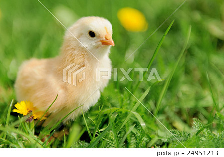 Little chicken 24951213