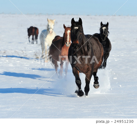 Horse Horse 24951230