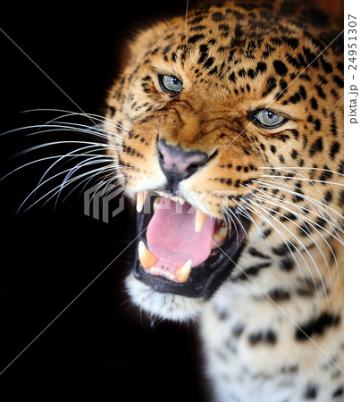 Leopard Leopard 24951307