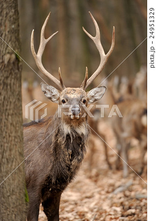 Deer Deer 24951329