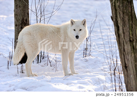 Wolf Wolf 24951356