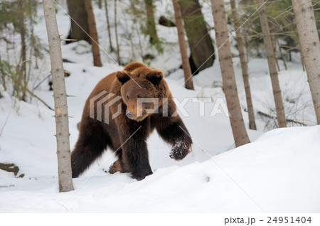 Bear in winter 24951404