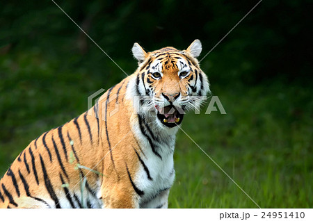 Amur Tigers on a geass Amur Tigers on a geass 24951410