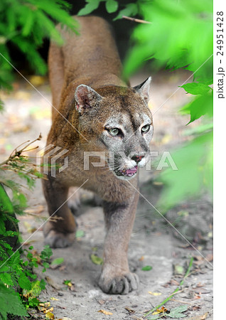 Cougar Cougar 24951428