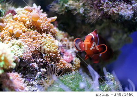 Underwater scene Underwater scene 24951460