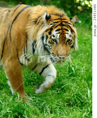 Tiger Tiger 24951480