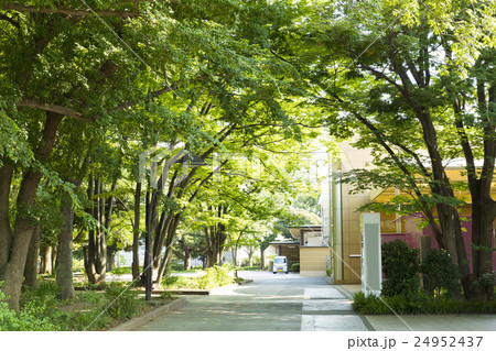 緑に溢れる上野公園と上野の森美術館　上野公園　東京観光名所 24952437